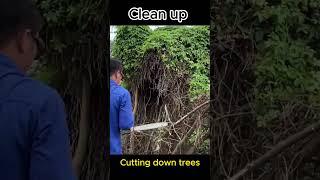 Cut down trees on the roof #cuttingdown #cleanuphouse