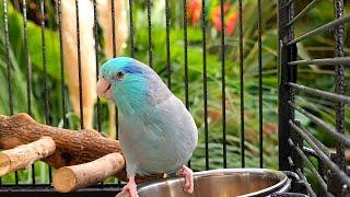 Parrot TV  Relax To Singing Birds & Nature Sounds  Parrotlet Sounds 