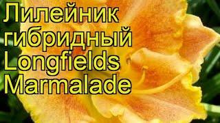 Лилейник гибридный Лонгфилдз Мармелад. Краткий обзор, описание hemerocallis Longfields Marmalade