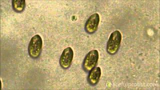 AmScope CA-CAN-SLR: Cryptomonas and Poterioochromonas on B100B-MS [1080p Quality]q