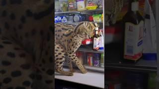 Christian wanted his dinner NOW! #serval #servals #cat #cats #viral #viralvideos #pets #fyp #fy