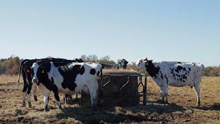 Keeping Faith: Donacin Dairy