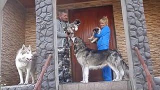 МАЛАМУТЫ. ВОЖАК СТАИ.Leader of the Pack.Alaskan Malamute.Odessa.