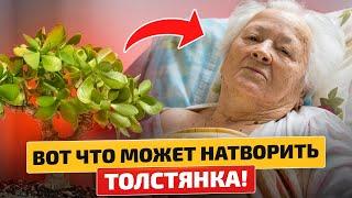 Вот на что способно ДЕНЕЖНОЕ ДЕРЕВО! Многие не догадываются