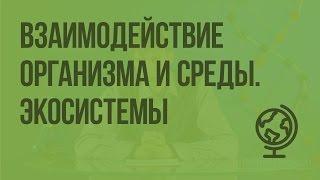 Взаимодействие организма и среды. Экосистемы. Биогеоценозы. Видеоурок по биологии 11 класс