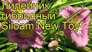 Лилейник гибридный Сайлом Нью Той. Краткий обзор, описание hemerocallis hybrida Siloam New Toy