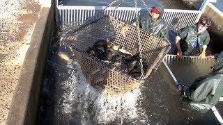 Catfish Farming in California