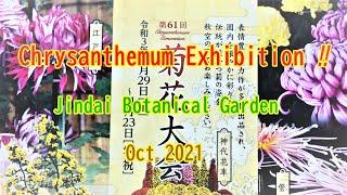 菊花大会‼神代植物公園2021Chrysanthemum exhibition at Jindai botanical garden 2021