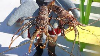 Catching tons of Spanish lobsters at night