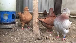 Голуби кинги KING PIGEONS