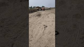 black cobra snake | har har mahadev