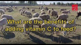 What are the benefits of adding Vitamin C to feed?