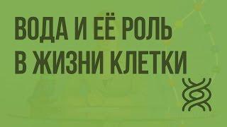 Вода и её роль в жизнедеятельности клетки