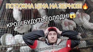 ШОК ЗЕРНО ЗНОВУ ДОРОЖЧАЄ  ПІДНІМАЮ ЦІНУ НА М'ЯСО️ ШКІРА ПІДЕ В ГОРУ?