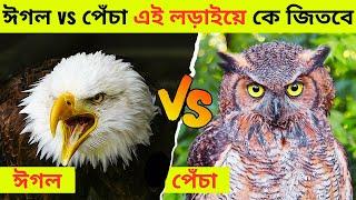 ঈগল ও পেঁচার মধ্যে লড়াই লড়াইয়ে কে জিতবে।।Fight Between Eagle and Owl In Bangla