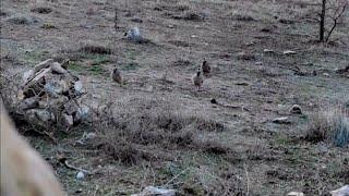 Keklik Kurak Avı, Malatya 2022  охота на куропаток шикори кеклик  partridge hunt 鹧鸪狩猎 garynja awy