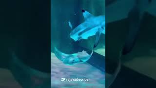 Blackpool sea life
