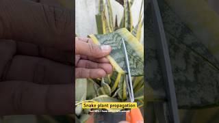 Snake plant leaf propagation #gardeningwithnanav #snakeplant #snakeplantpropagation