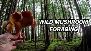 Foraging Wild Mushrooms in the Rainforest | White & Golden Chanterelles