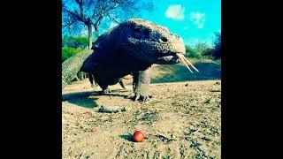 Giant komodo dragon swallow gopro kamera