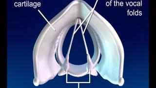 Process of Phonation Small on Vimeo