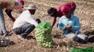 Harvesting Onions at Imagination Farms