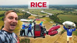PHILIPPINES RICE HARVEST in Agusan del Sur (Kumander Daot)