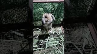 funny holland lop moments 