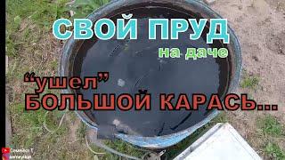 Свой пруд на даче. Погиб крупный карась. Пруд на участке своими руками.