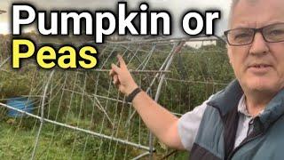 Allotment Tidy Up | Pumpkin or Pea Arch for 2025