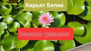 #Израиль# Удивительный Кирьят Бялик