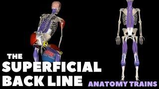 Anatomy Trains: The Superficial Back Line