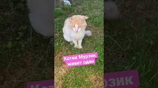 Просто одинокий кот #мурзик #кот