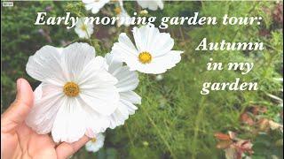 My Garden Diary | Beauty after the rain and early-morning tour in the garden | 9-minute meditation