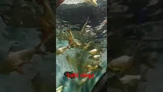 Fish world #tamilsong #music #anirudh #song