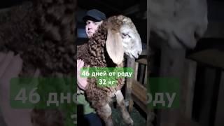 мой новый рекород 46 дней 32 кг #2025 #арашан #овцы #животные #ижевск #удмуртия