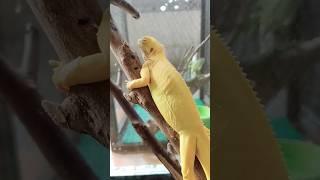 Iguana Berjemur #shorts  #iguanaalbino #lesserantilles #greeniguana #iguana #reptile #reptiler