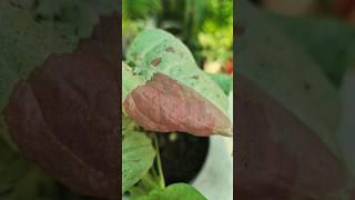 something different #gardening #shorts #explore #viralshorts