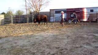 boy and dad teaching pet buffalo to plow..youtube will goes for a plow with a buffalo 2022