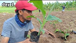 PLANTING BANANA LAKATAN. DAY 1/ TUTORIAL AND TIPS.