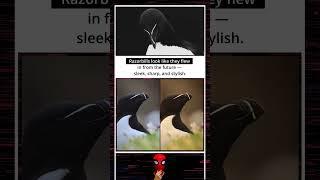 Nature’s Sci-Fi Bird: The Razor-Sharp Razorbill