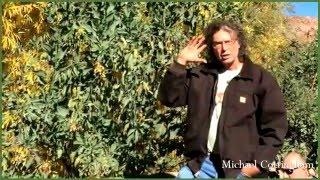 Nicotiana glauca, Tree Tobacco, Michael Cottingham, Southwest Herbalist Part 1