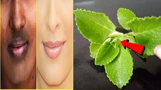 1 முறை, இந்த இலை வச்சு, முகத்தில் இப்படி பண்ணினா முகம்! | beauty tips in tamil | How To Become Fair,