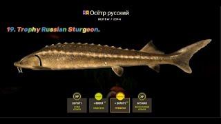  Русская рыбалка 4 (RF4):  Трофей. Осётр русский, 66,918 KG.    (Russian Sturgeon).  • #рр4