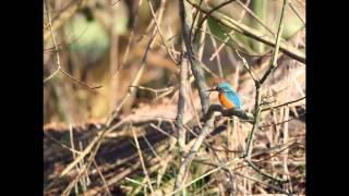 ijsvogel op Natuurkampeerterrein De Biezen Aarle-Rixtel/ Kingfisher