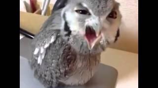 HEY!!! HEEEY!!! Angry Owl (ORIGINAL FULL Vine)