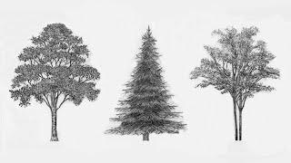 3 Easy Ways To Draw Trees