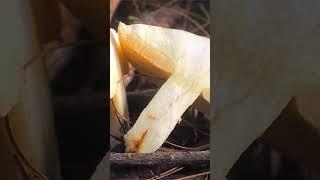 Маслёнок зернистый (Suillus granulatus) short #shorts