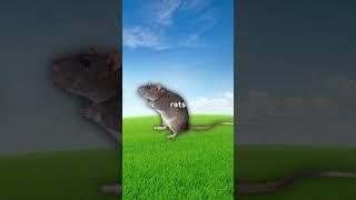 Why Do Rats Scare Elephants?  #shorts #viral