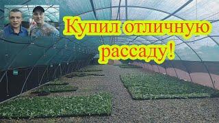 Купил рассаду клубники у Андрея из Тимашевского района.